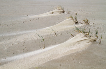 Embryo dune development: Sand couch grass on a beach forms small dunes on a stormy day