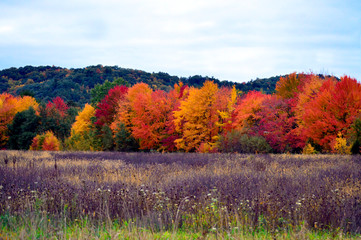 Autumn Foliage in Rural Wisconsin