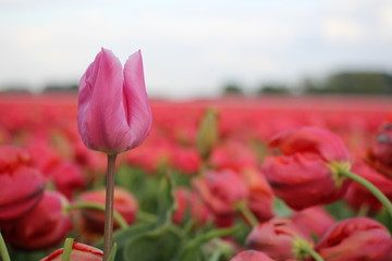 a pink tulip flower close up with a red tulip field in the background