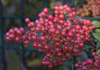 Bacche di Nandina domestica