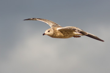 flying gull