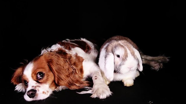 Animals together rabbit dog loves each other pet love bunny puppy spaniel and lop
