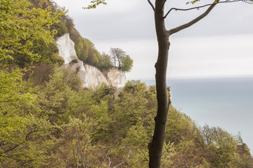Fototapeta premium White cliffs - Mons, Denmark.
