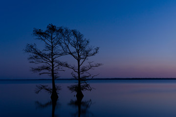 Cypress trees silhouetted against a sunset at Lake Mattamuskeet; a popular hunting and nature tourism destination in North Carolina.