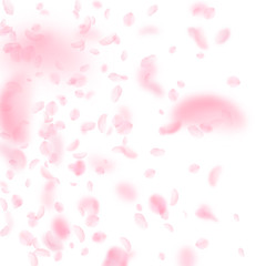 Sakura petals falling down. Romantic pink flowers 