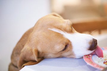 Dog eating food from plate on table