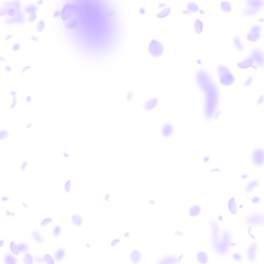 Violet flower petals falling down. Divine romantic