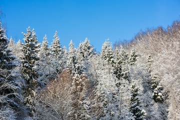Winter forest on a sunny day. Landscape in the forest on a snowy morning. New Year winter forest.