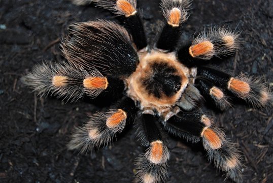 Brachypelma smithi
