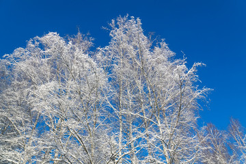 Winter forest on a sunny day. Landscape in the forest on a snowy morning. New Year winter forest.