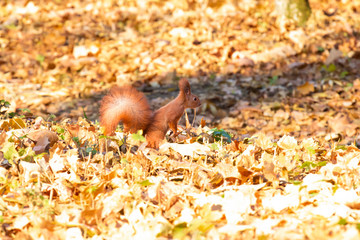 sunny afternoon one little furry squirrel in autumn park