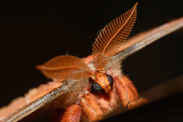 gum emperor moth