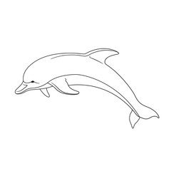 Dolphin_1