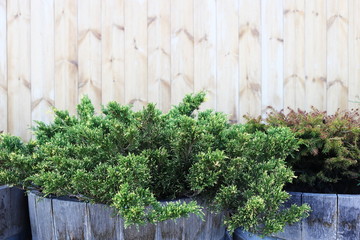 green needles in the barrel near the wooden background on the winery