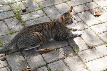 The cat sitting on the pavement