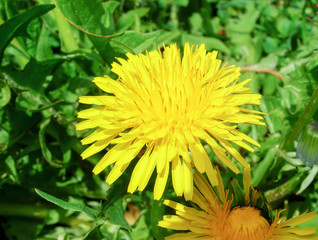 Yellow dandelion in grass