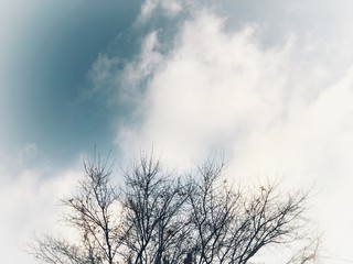 tree in winter