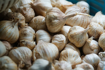 fresh raw garlic in the basket