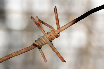 Barbed wire fence closeup. Restricted area