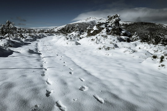 Pisadas en la nieve