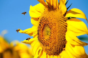 Sunflower and bees