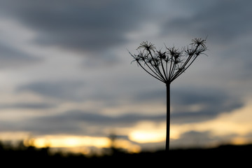 Sunset in the forest