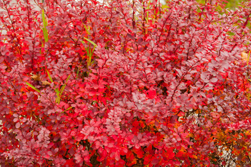 Autumn palette color from yellow to red