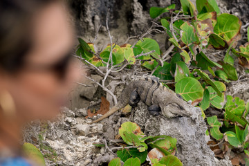 Iguana, Tulum, Quintana Roo, Mexico