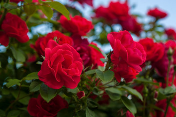 Red roses with buds on a background of a green bush. Bush of red roses is blooming in the background of a blue sky with clouds.