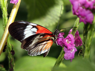 Butterfly on small purple flowers feeding.