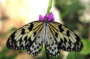Butterfly on small purple flowers feeding.
