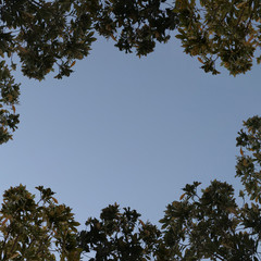 natural bushes frame on clear sky background
