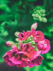 Beautiful geranium, pelargonium. Vintage toned photo with old style tonal filter effect.
