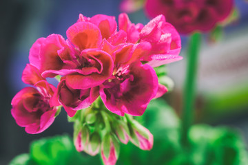 Beautiful geranium, pelargonium. Vintage toned photo with old style tonal filter effect.