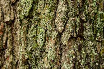 Obraz premium Tree bark, detail of texture