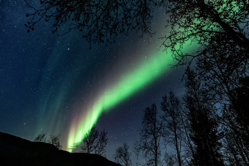 Unbelievable, in natural colors Aurora Borealis - The northern lights above forest ( tree line )
