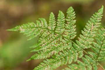 Autumn Fern