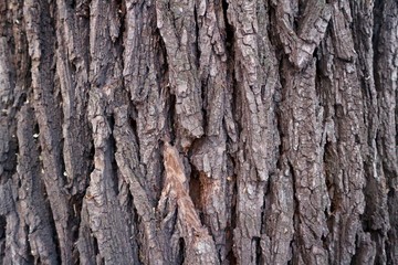  tree bark texture