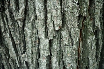  tree bark texture