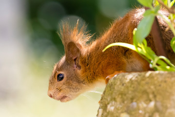 Eurasische Eichhörnchen / Sciurus vulgaris