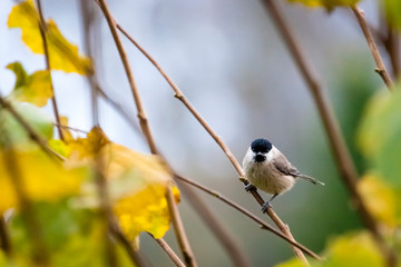 Sumpfmeise oder Nonnenmeise / Poecile palustris