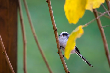 Schwanzmeise / Aegithalos caudatus
