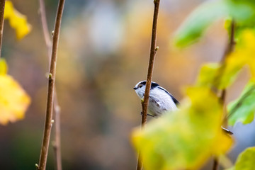 Schwanzmeise / Aegithalos caudatus