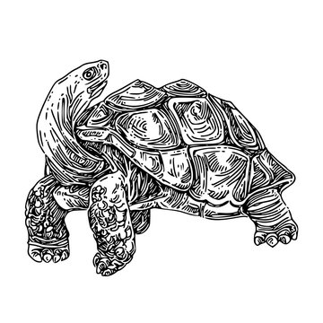 Galapagos tortoise. Sketch. Engraving style. Vector illustration.