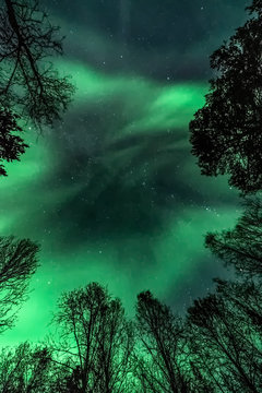 Unbelievable, in natural colors Aurora Borealis - The northern lights above forest ( tree line )
