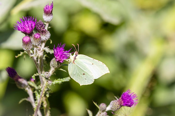 Zitronenfalter / Gonepteryx rhamni auf Distel