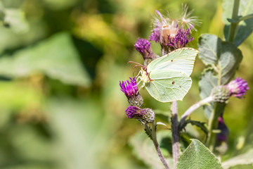 Zitronenfalter / Gonepteryx rhamni auf Distel