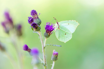 Zitronenfalter / Gonepteryx rhamni auf Distel