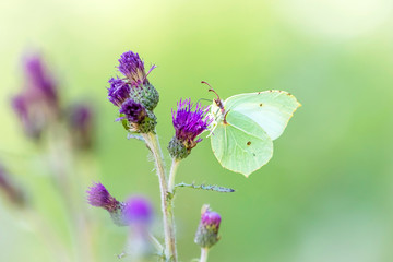 Zitronenfalter / Gonepteryx rhamni auf Distel