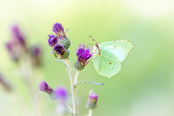 Zitronenfalter / Gonepteryx rhamni auf Distel